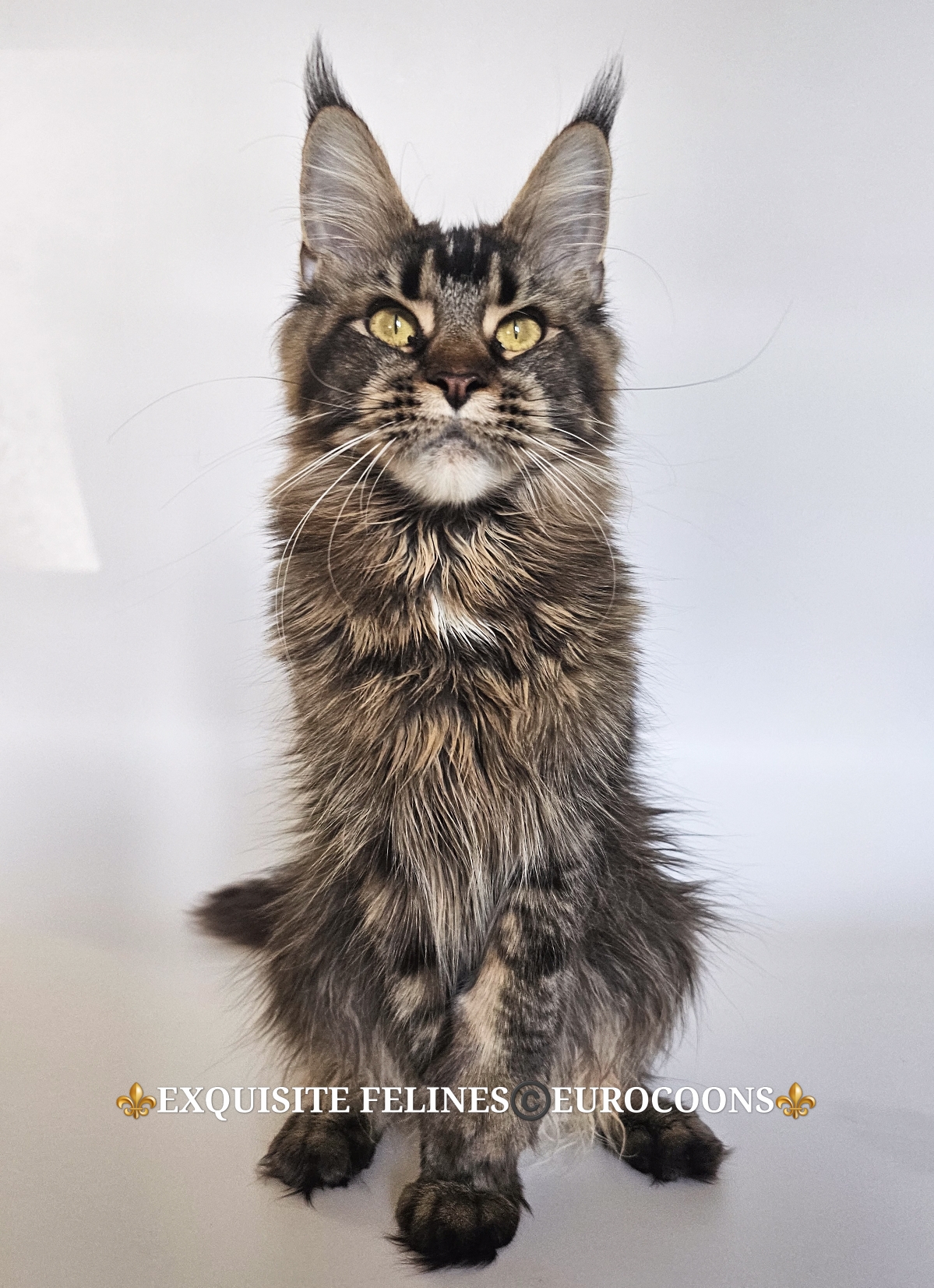 maine coon kitten for sale