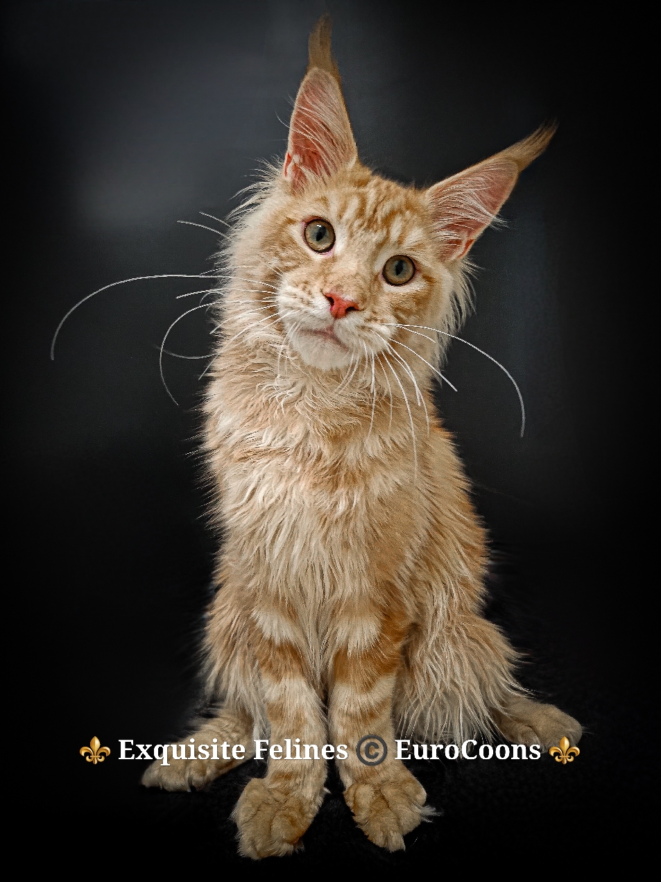 extra large maine coon kitten