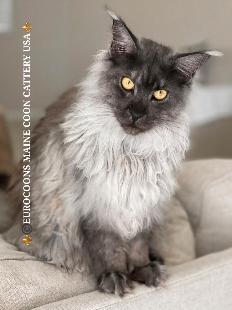 Smoke Maine Coon Cat Kittens for Sale California Florida Texas New York Colorado Massachusetts
