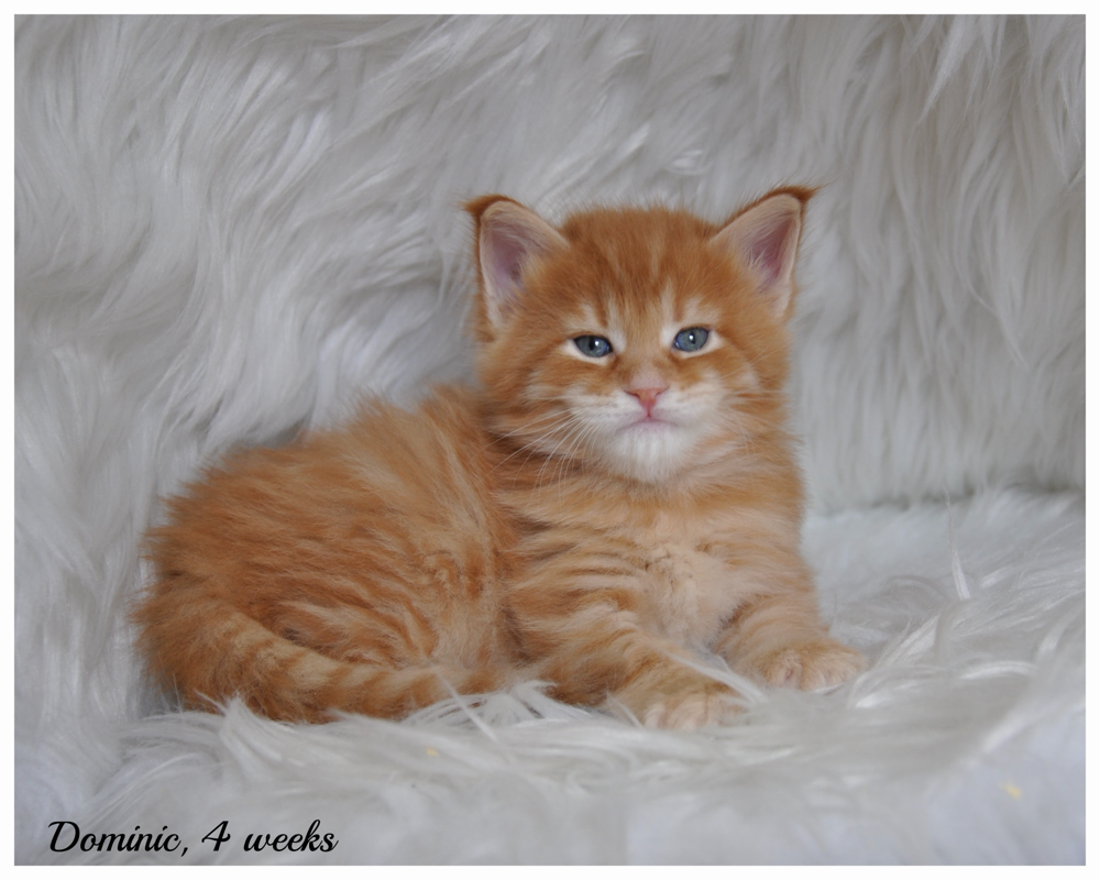 maine coon kittens for sale Missouri