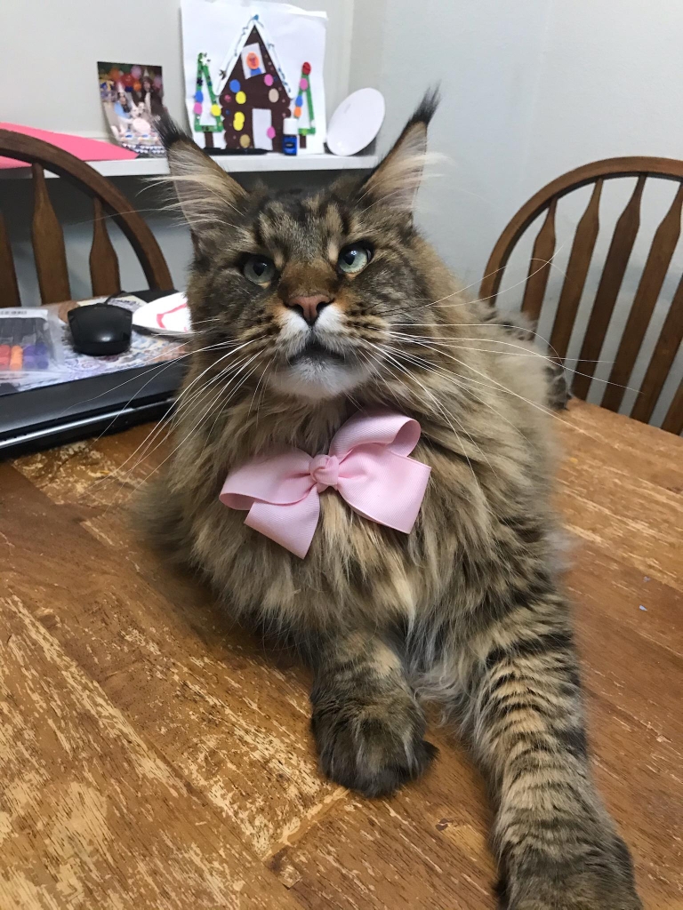 maine coon kittens for sale