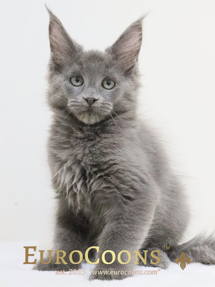 maine coon kittens for sale - maine coon cats for sale - european maine coon