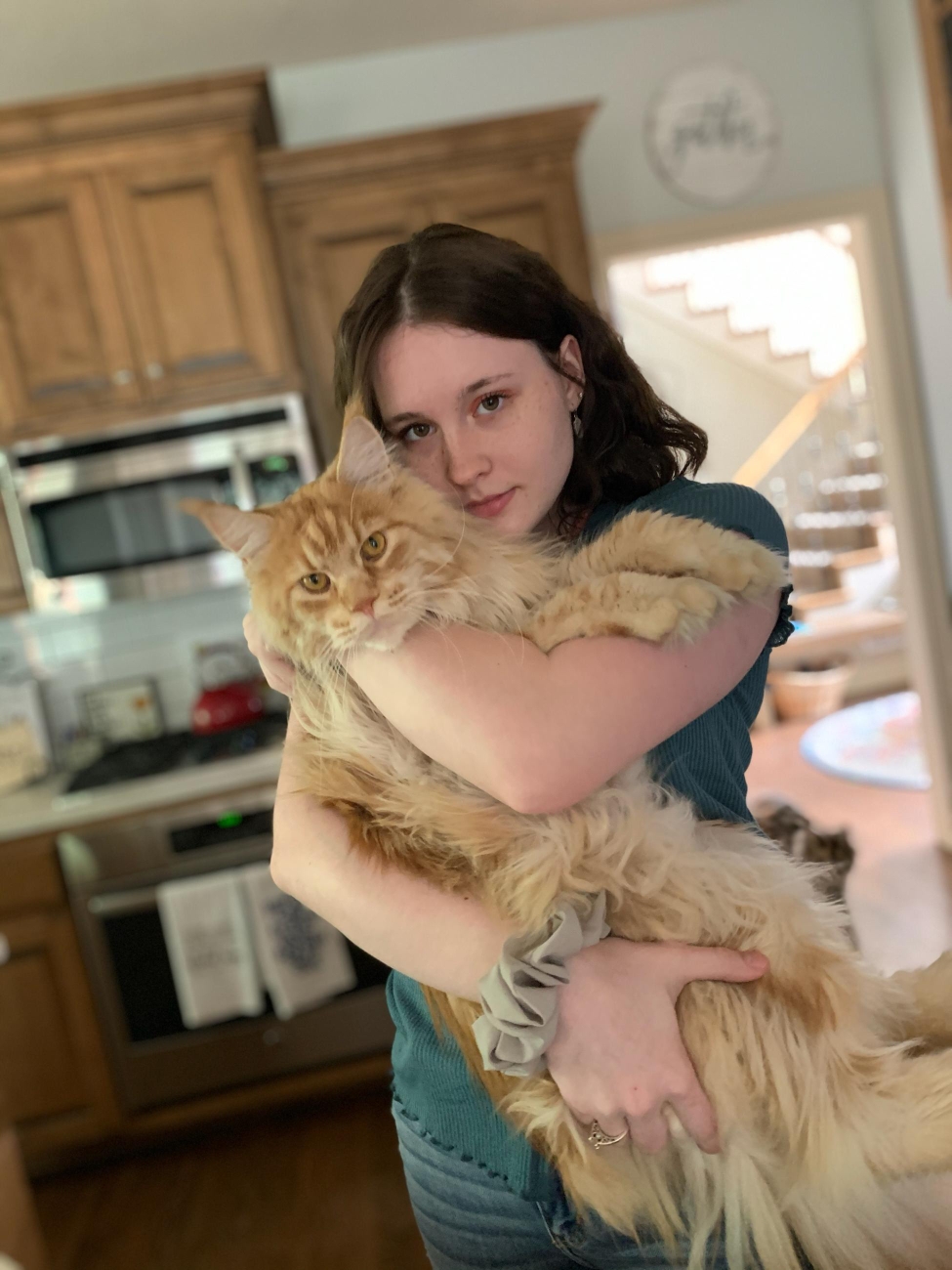 giant maine coon kittens for sale