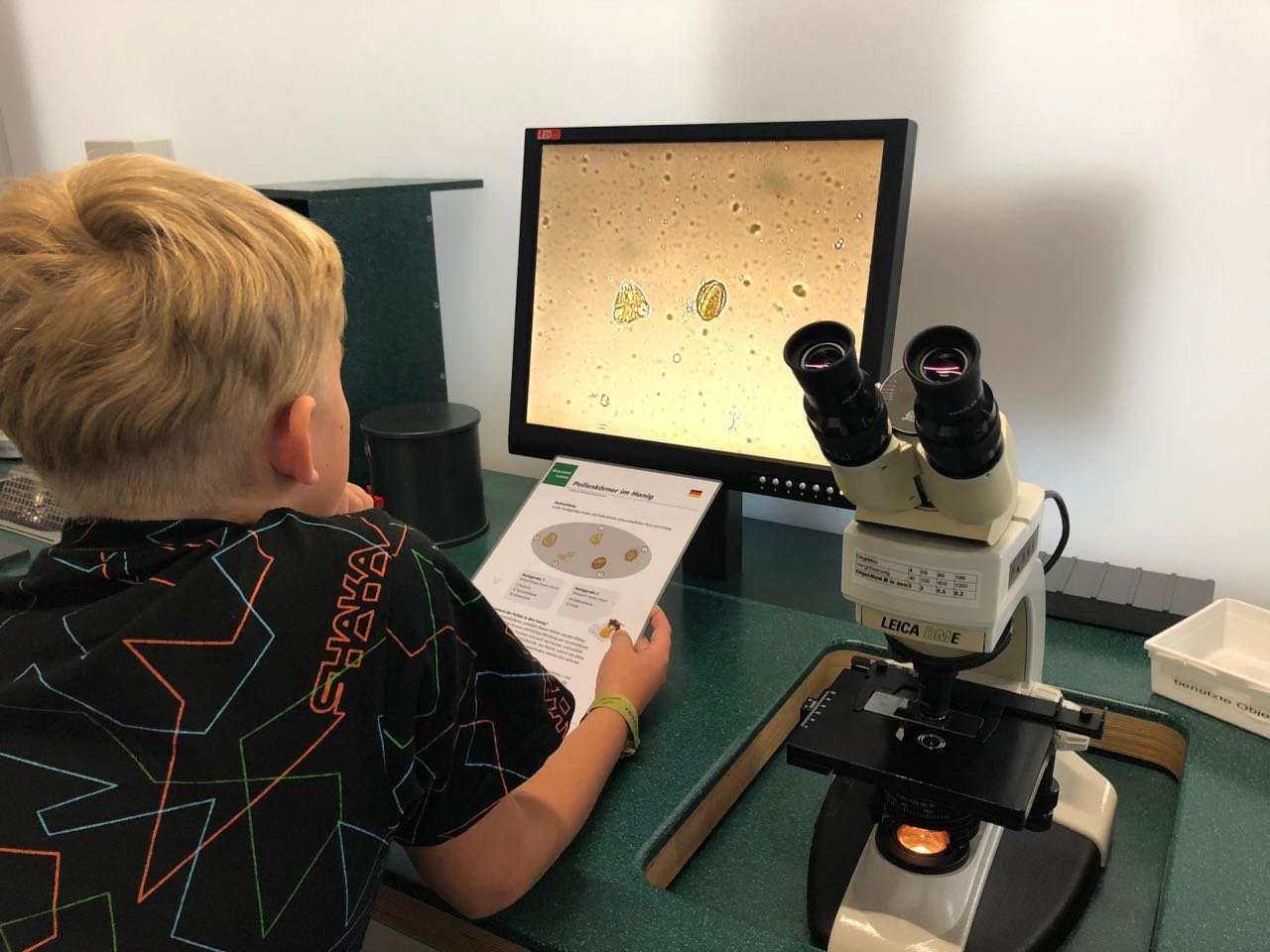 Mit dem Stereomikroskop wird der Pollen gesucht...