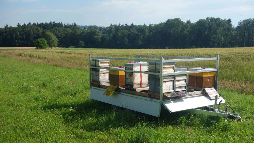 Die einen Völker bewohnen Zander 1,5er und die anderen Dadant US Magazine.