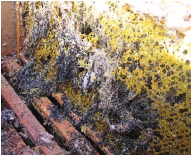 Wachsamotten zerstören Waben