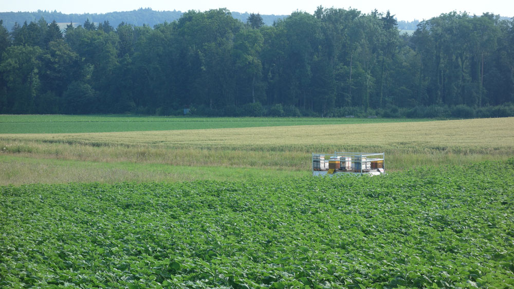 Direkt neben dem Anhänger wächst ein grosses Sonnenblumenfeld.