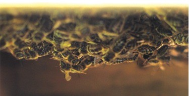 Die Bienen hängen unten durch