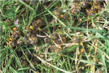 Verendete Pollensammlerinnen