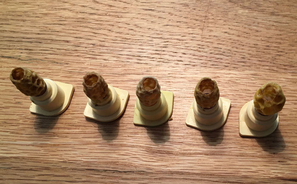 Diese Königinnen sind geschlüpft