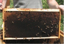 Leere Brutwabe entnehmen