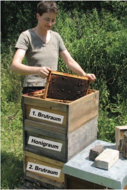 Wabenerneuerung - Zargentausch