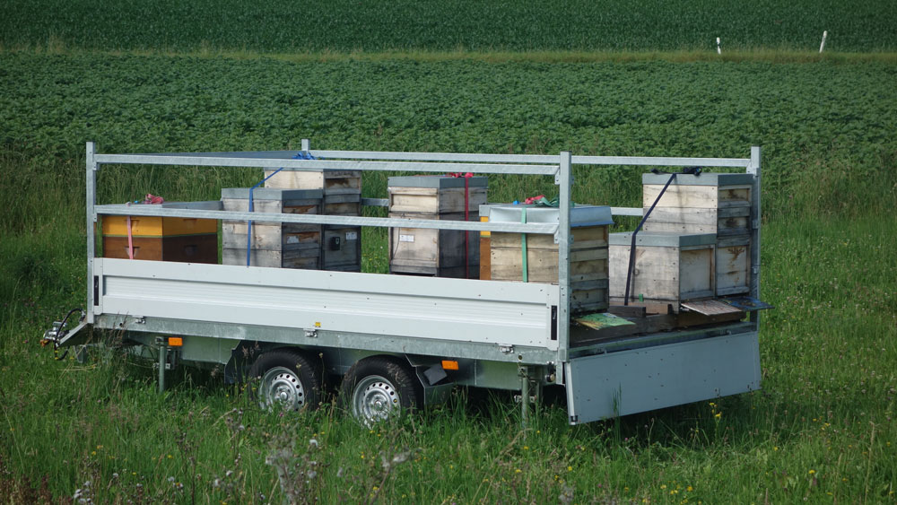 Es stehen nun 8 Völker auf dem Anhänger.