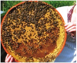 Varroabekämpfung mittels Drehbeute