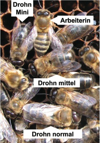 Drohnen von Arbeiterinnen