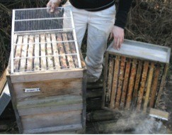 Kümmerling wird aufgesetzt