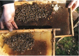 Kümmerling mit Königin