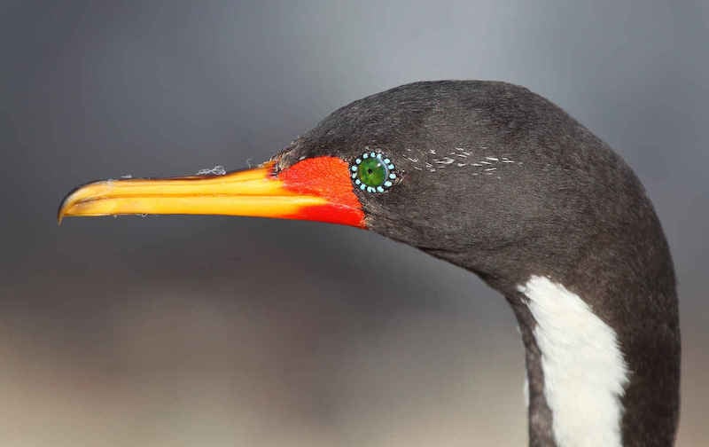 Observación de aves en Santuario de aves Caulin