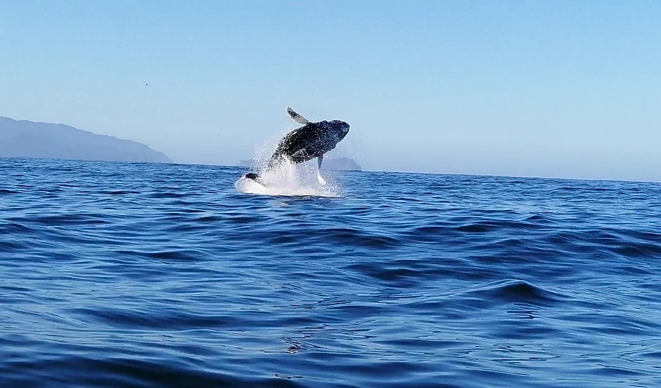 Observación de ballenas