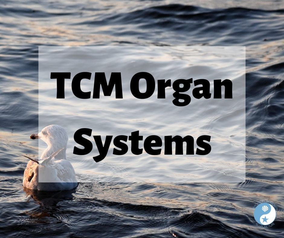 Organ Systems in Chinese Medicine