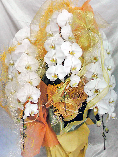 開院祝コチョウラン