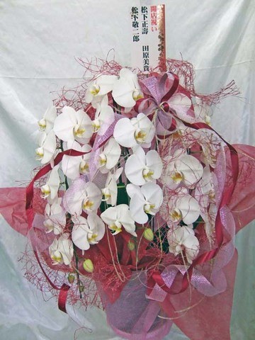 開店祝コチョラン