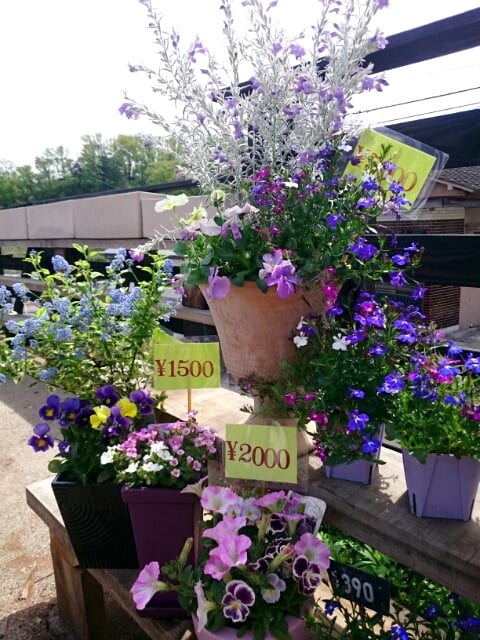 母の日寄植鉢（おまけ付き）