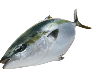 「久良のぶり」今季の注文受付は1月末迄