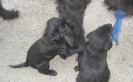 Wir wollen auch mitspielen Mama!