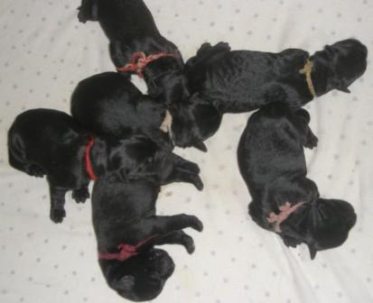 Fantasia, Fee, Felina, Fiona, Flocke, Flora - von Favoriten