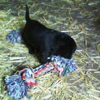 Mein Spielzeug nehm ich aber mit!