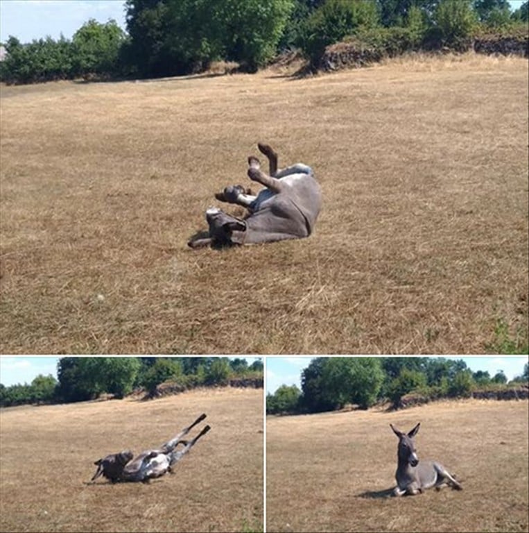 Les vacances de Raimu