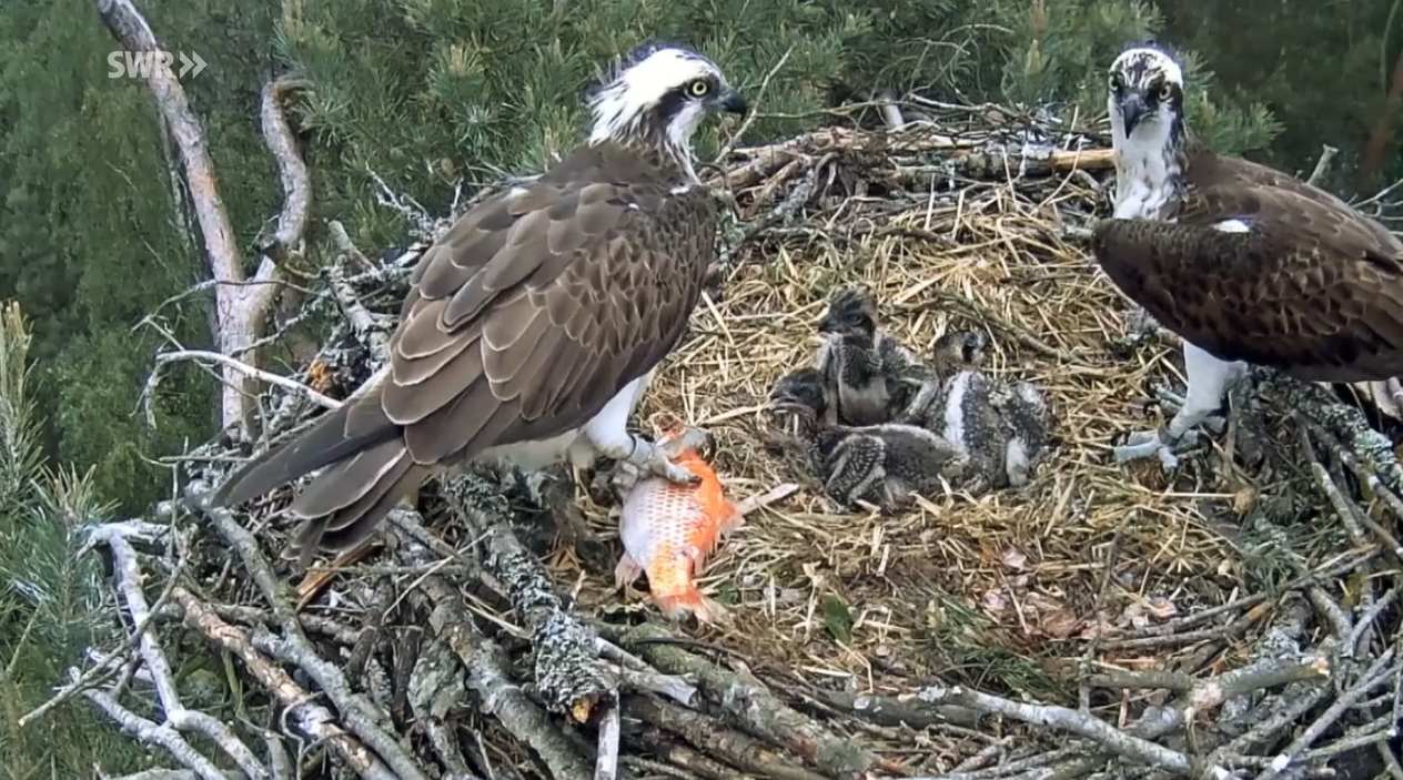 Der Fischadler ist zurück