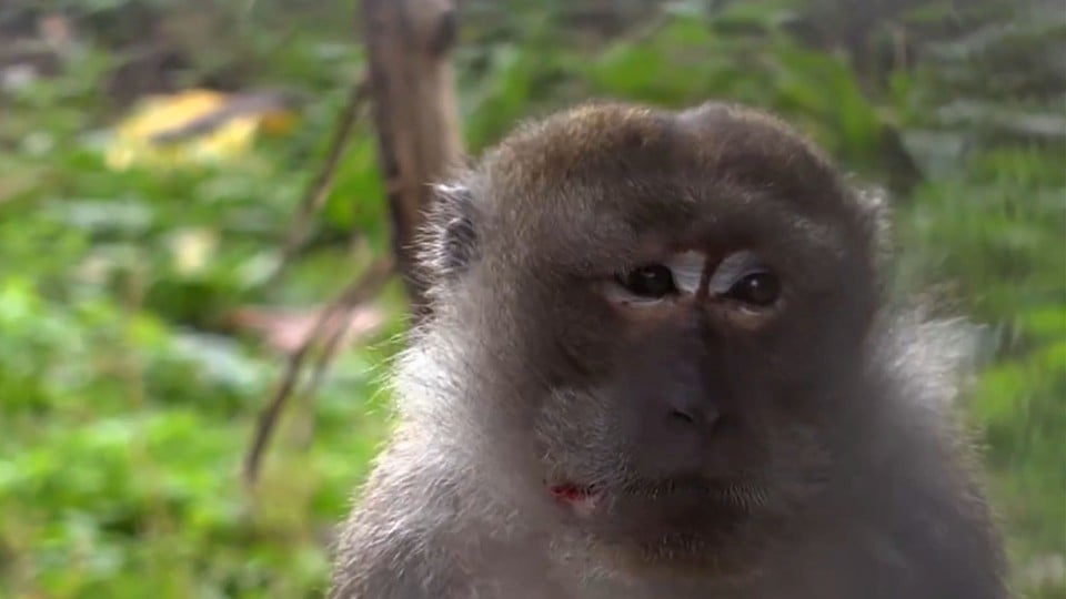 Die Tierärztin aus dem Schwarzwald