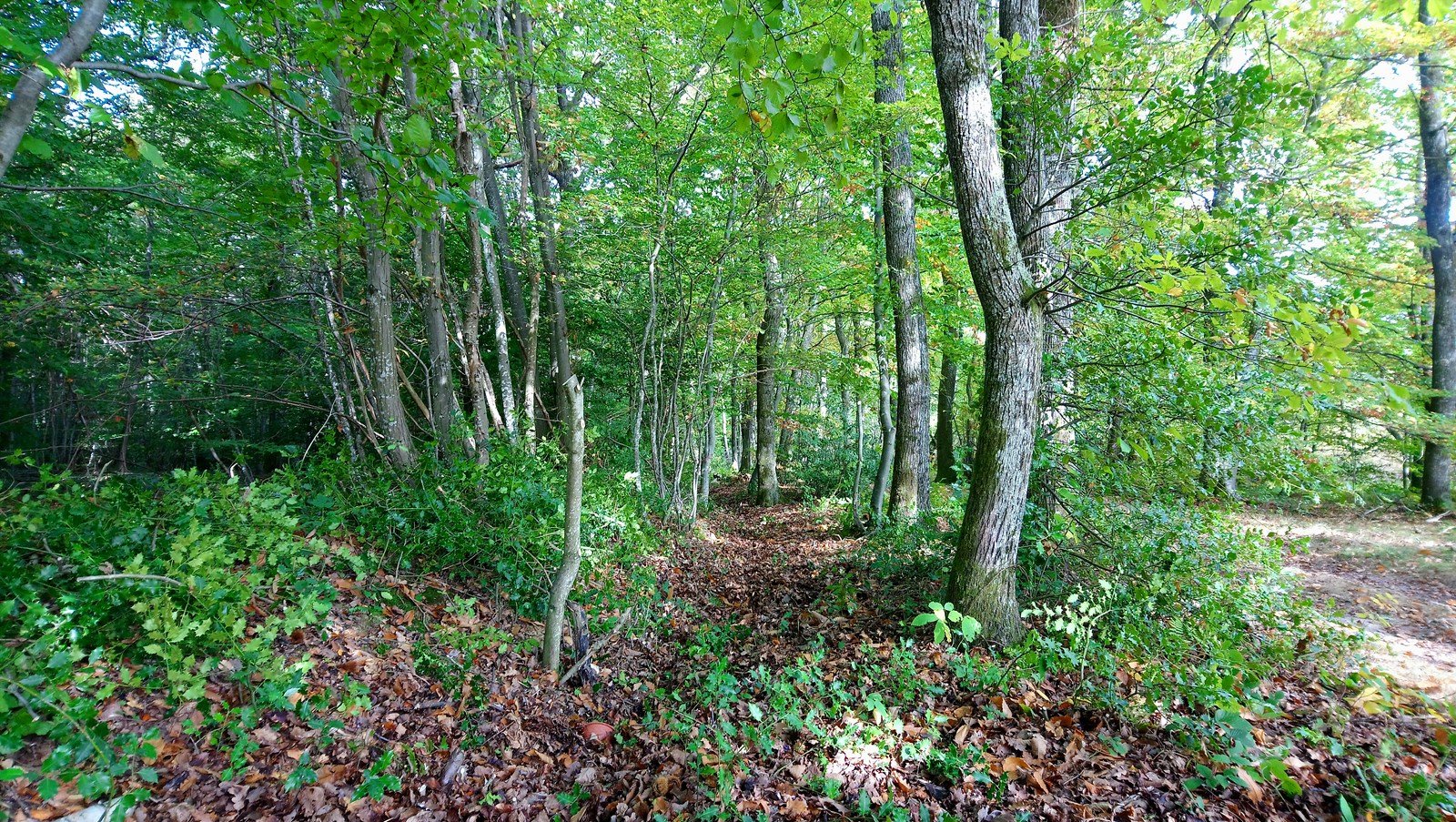 … le même endroit, après débroussaillage