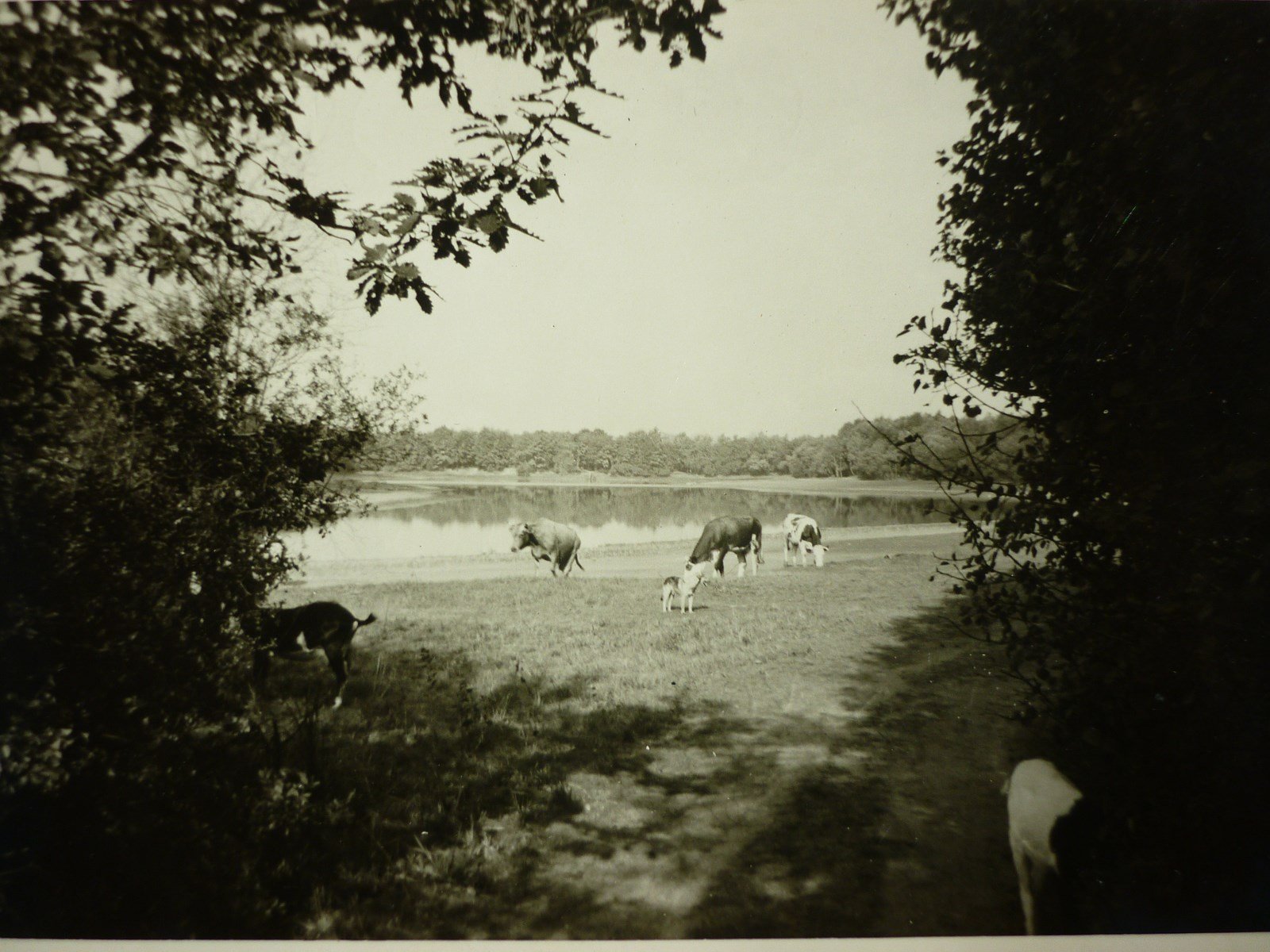 Dans les années 60, des vaches, déjà, au Grand Albert