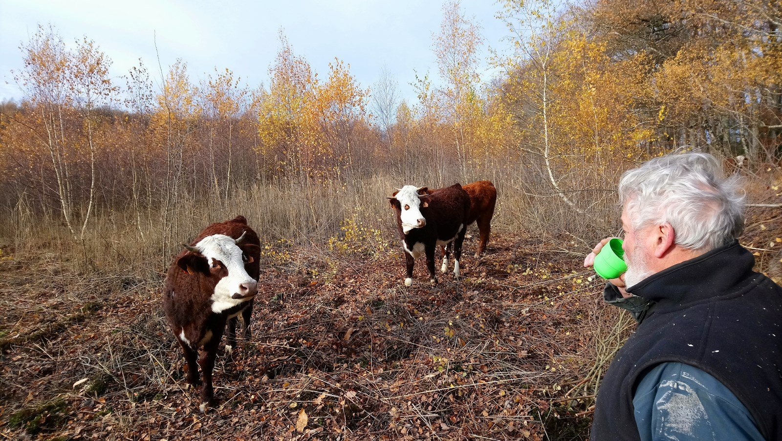 Les génisses… à la pause café, automne 2017