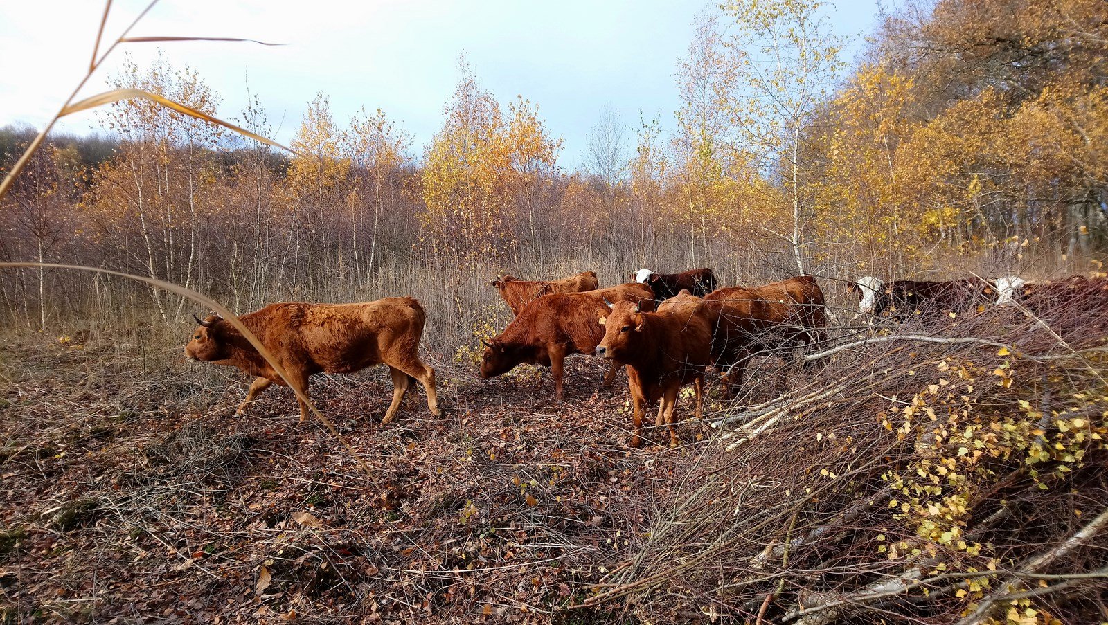 Accueil des génisses, automne 2017