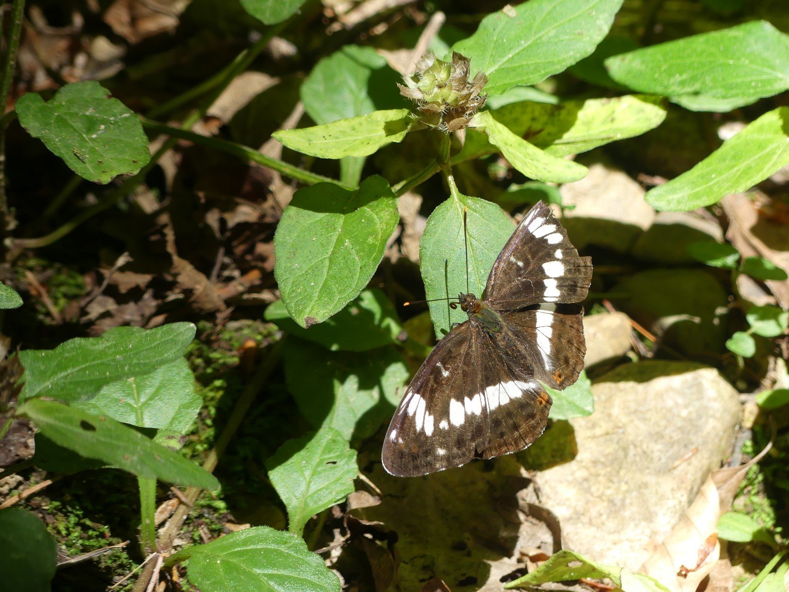 Petit Sylvain (Limenitis camilla)