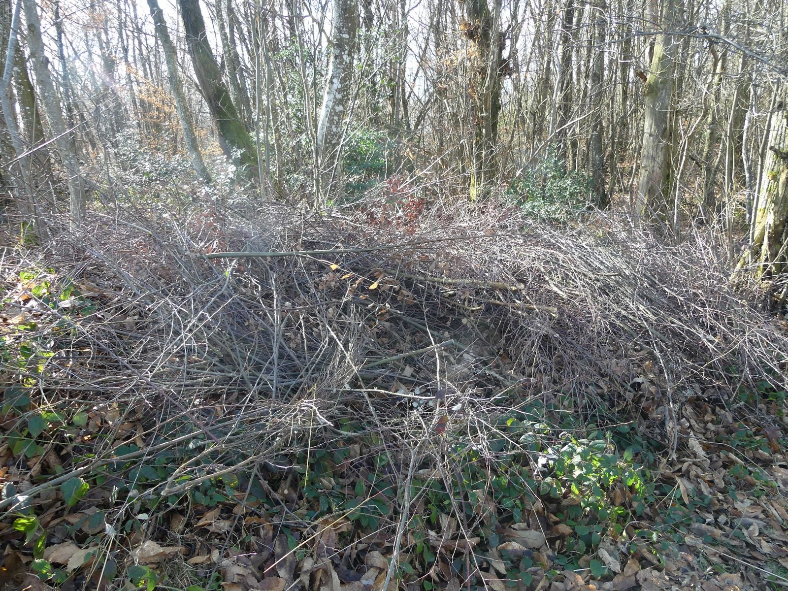 Tas de branchages regroupés