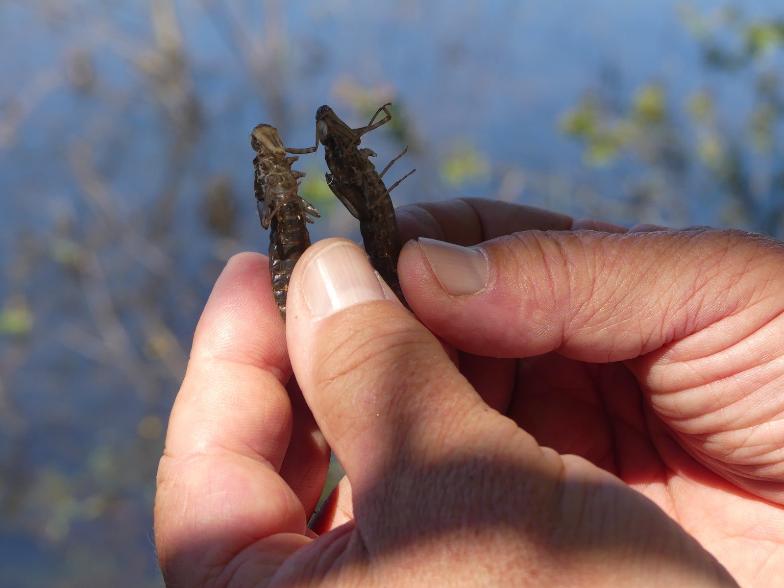 Exuvies d'Anax (probablement imperator)