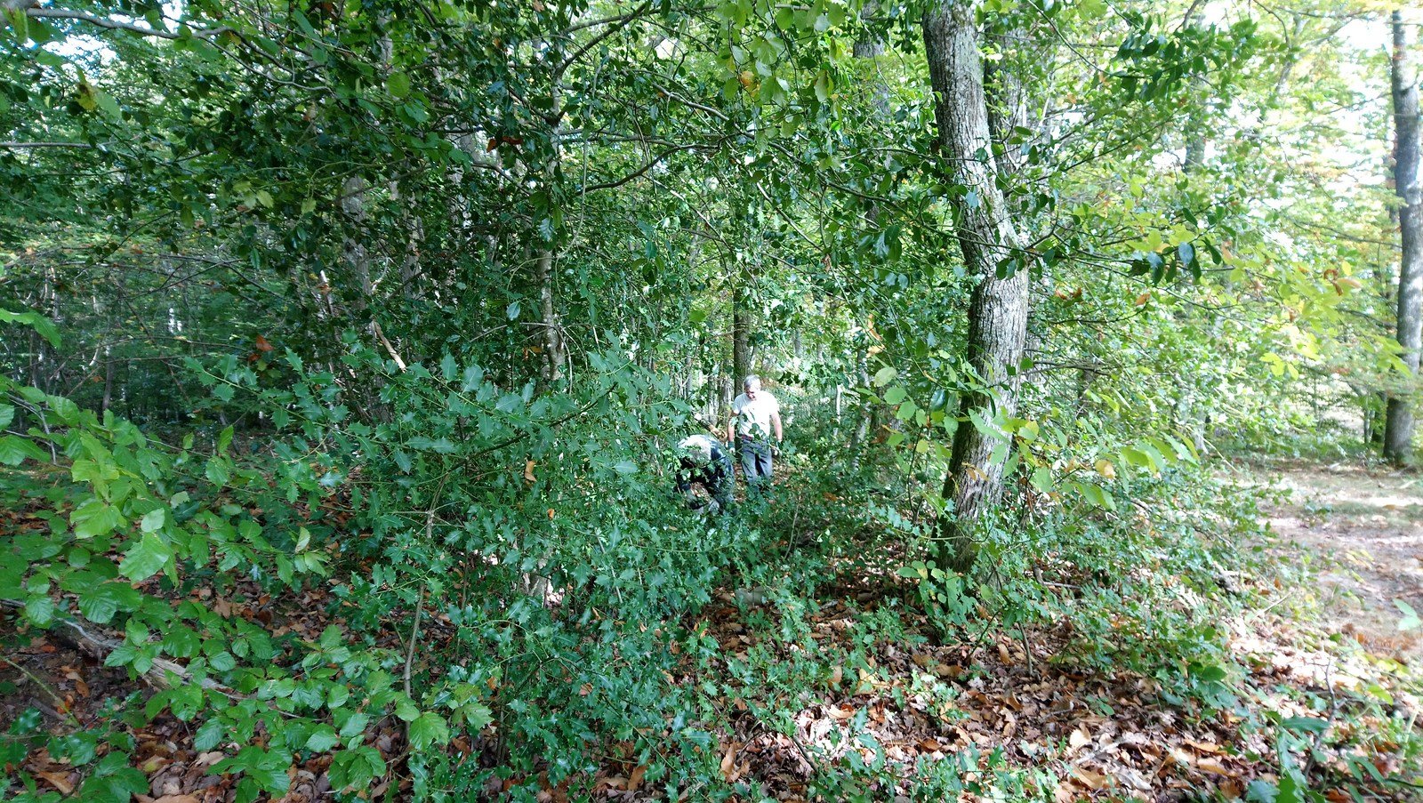 Débroussaillage des berges, automne 2017