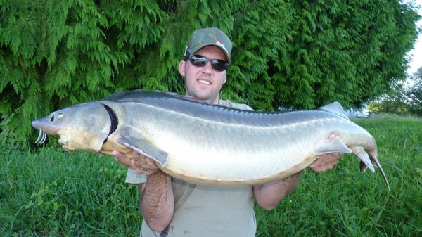 pêche d'un esturgeon gulden ou diamant