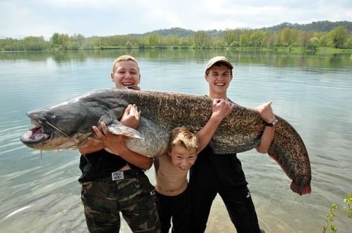 pêche du silure dans le privé 