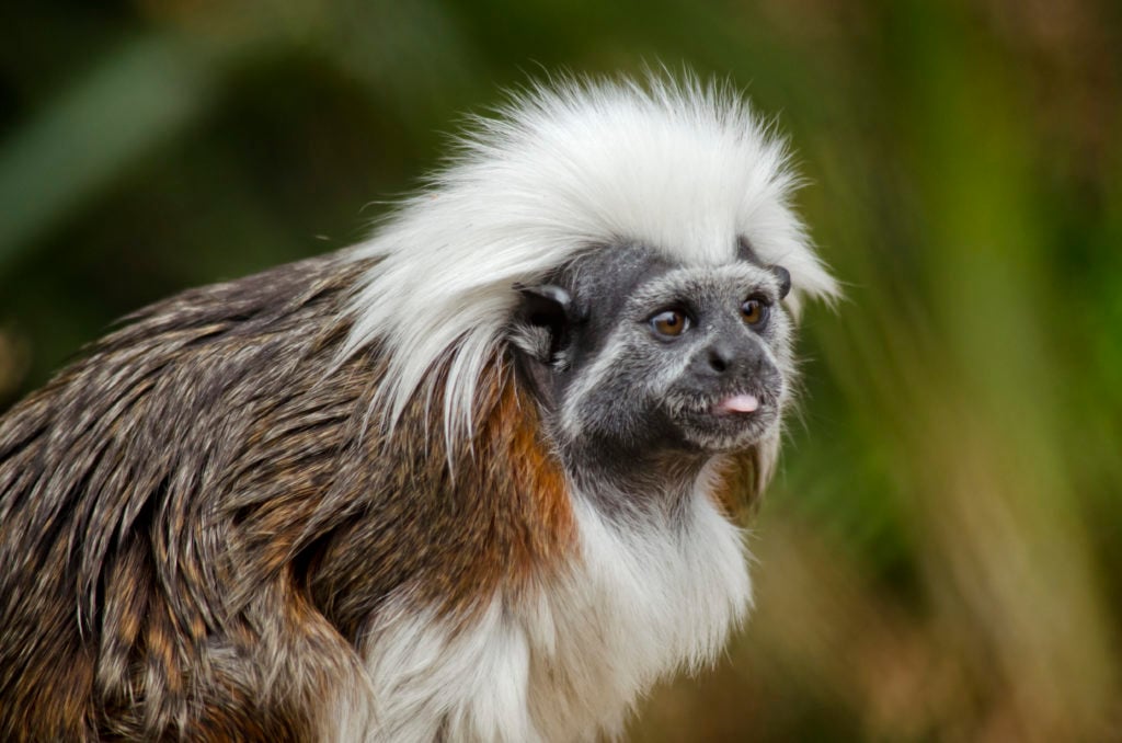 Tamarin