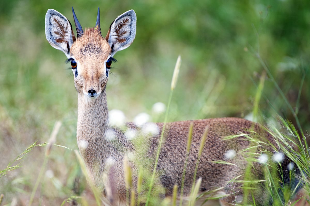 Dik-dik