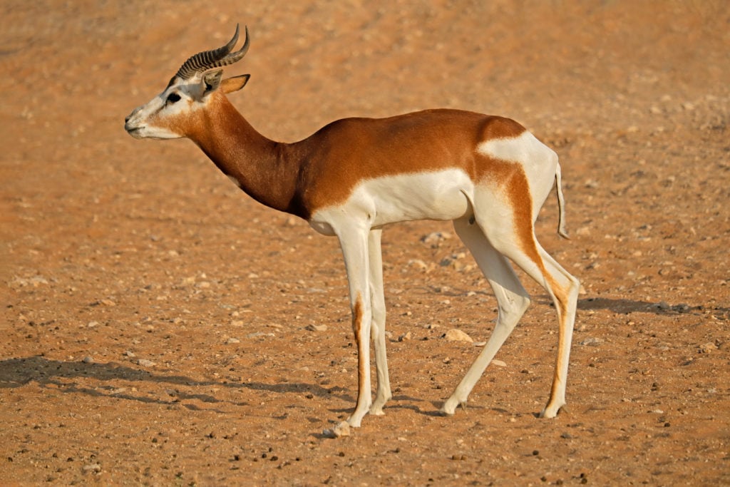 Gazelle de MHORR