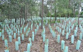 Green Tape Solutions' offset planting approved by Council 