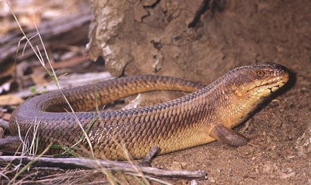 Yakka Skink (Egernia rugosa)