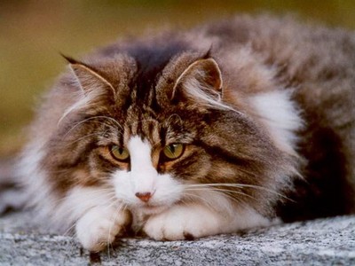 EP Prima Dona Feux d'Aurès*FR